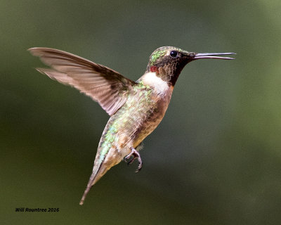5F1A8493 RT Hummer.jpg