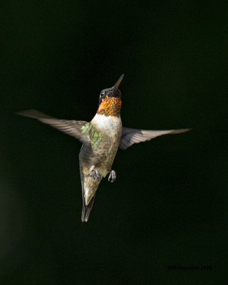 5F1A8514 RT Hummer.jpg