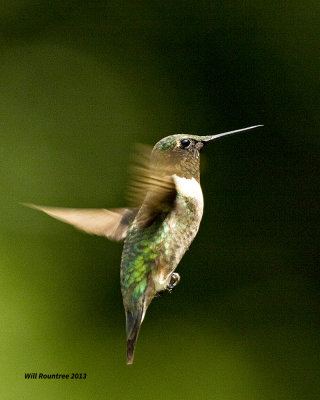 5F1A8541 RT Hummer.jpg
