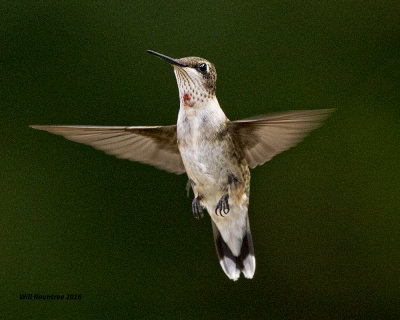 5F1A8604 RT Hummer.jpg