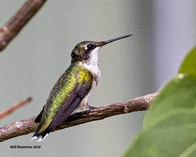 5F1A8722 RT Hummer.jpg