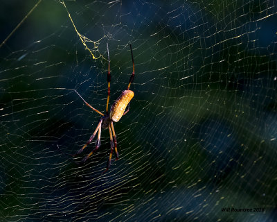 5F1A8795 Golden Orb Weaver.jpg
