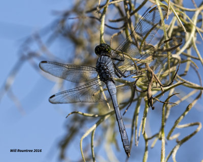 5F1A8807 Eastern Pondhawk.jpg