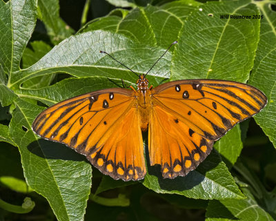5F1A8827 Gulf Fritillary.jpg
