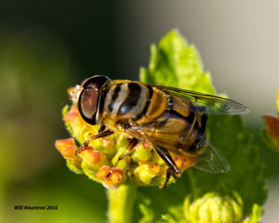 5F1A8862 Bee Fly.jpg