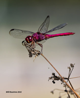 5F1A8871 Roseate Skimmer.jpg