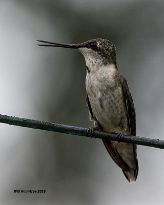 5F1A8907 RT Hummer.jpg