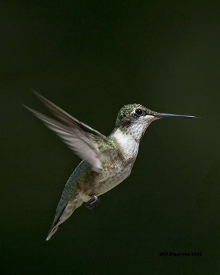 5F1A8925 RT Hummer.jpg