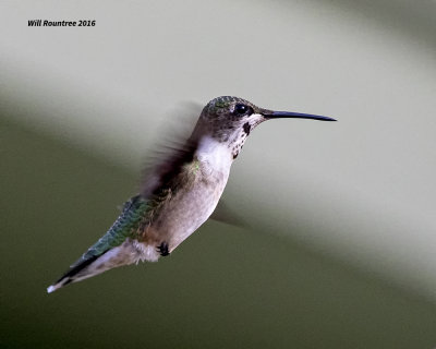 5F1A9030 RT Hummer.jpg