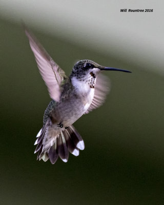 5F1A9064 RT Hummer.jpg