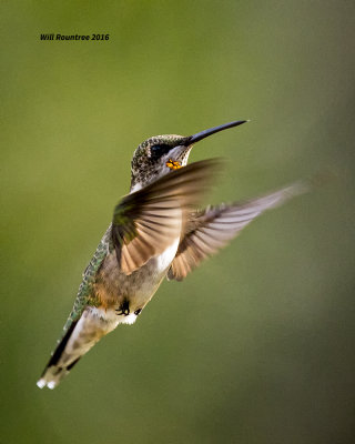 5F1A9085 RT Hummer.jpg