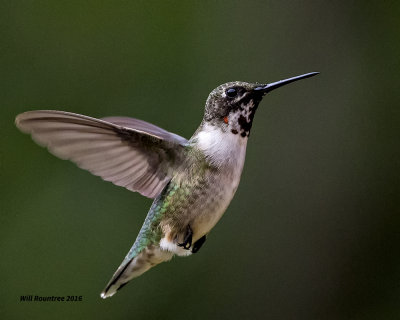 5F1A9251 RT Hummer.jpg