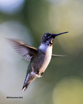 5F1A9282 RT Hummer.jpg