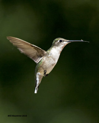 5F1A9501 RT Hummer.jpg