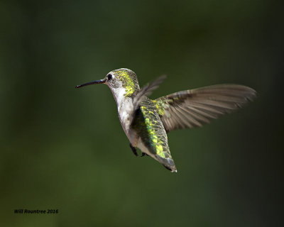 5F1A9518 RT Hummer.jpg