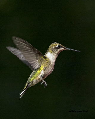 5F1A9624 RT Hummer.jpg