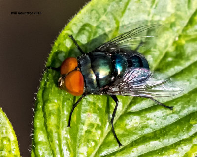 5F1A9115 Blue bottle fly.jpg