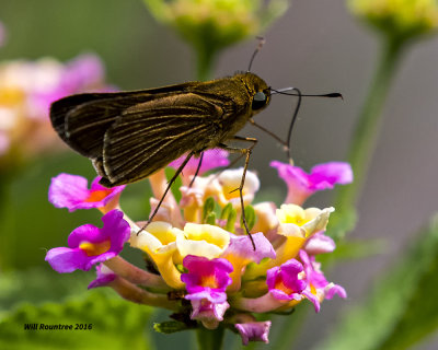 5F1A9537 Ocola Skipper.jpg