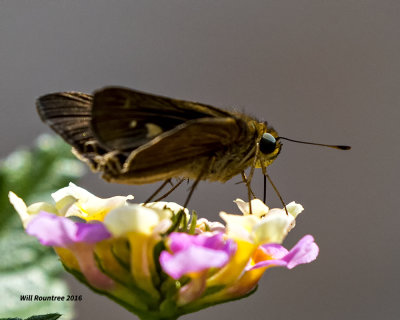 5F1A9541 Ocola Skipper.jpg