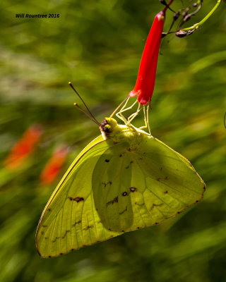 5F1A9553 Clouded Sulphur.jpg
