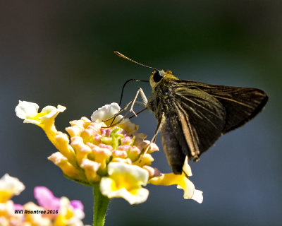 5F1A9569 Ocola Skipper.jpg