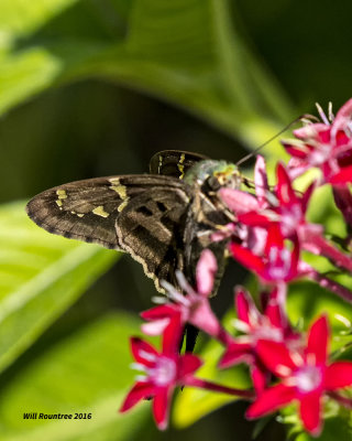 5F1A9638 Longtail Skipper.jpg
