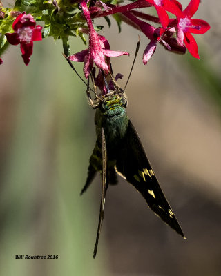 5F1A9646 Longtail Skipper.jpg