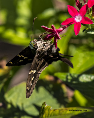 5F1A9648 Longtail Skipper.jpg
