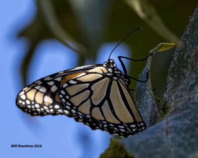 5F1A9652 Monarch.jpg