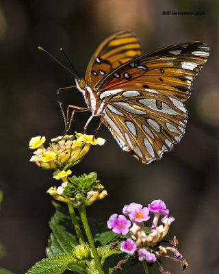 5F1A9678 Gulf Fritillary.jpg