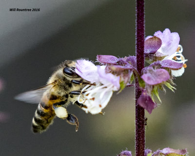 5F1A9766 Honeybee.jpg