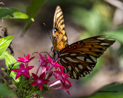 5F1A9729 Gulf Fritillary.jpg