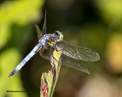 5F1A9799 Blue Dasher.jpg