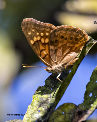 5F1A9846 Hackberry Emperor.jpg