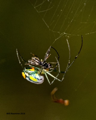 5F1A9869 Venusta Orchard Weaver.jpg