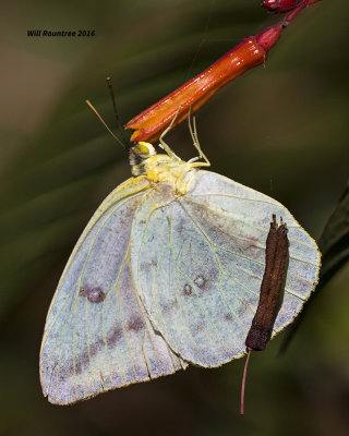 5F1A9897 Large Orange Sulphur f.jpg