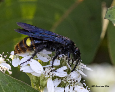 5F1A9933 Blue-winged Wasp Scolia dubia.jpg