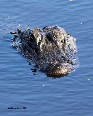 5F1A9839 American Alligator.jpg