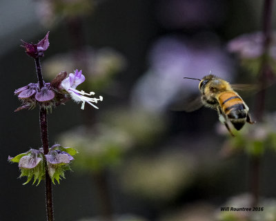 5F1A0021 Honey Bee.jpg