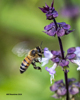 5F1A0049 Honeybee.jpg