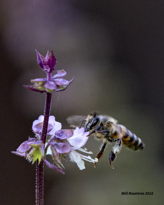 5F1A0170 Honeybee.jpg