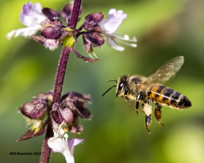 5F1A0345 Honey Bee.jpg