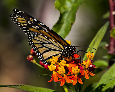 5F1A0359 Monarch.jpg