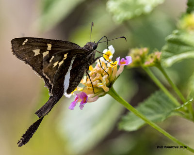 5F1A0375 White striped Longtail.jpg