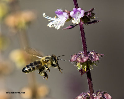 5F1A0393 Honey Bee.jpg