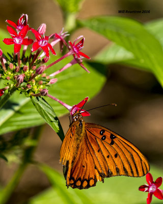 5F1A0423 Gulf Fritillary.jpg
