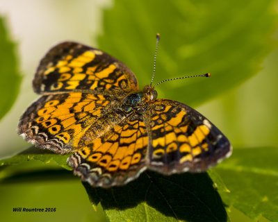 5F1A0442 Pearl Crescent.jpg