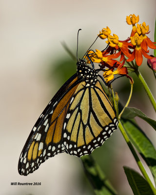 5F1A0474 Monarch.jpg