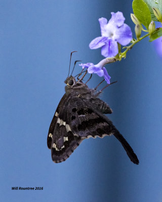 5F1A0485 Longtail Skipper.jpg