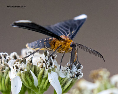 5F1A0514 White-tipped Black.jpg